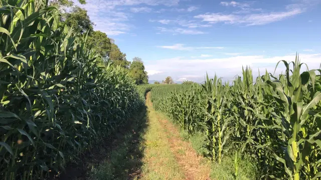 Lotes de maíz en las fincas Agtech LAGS