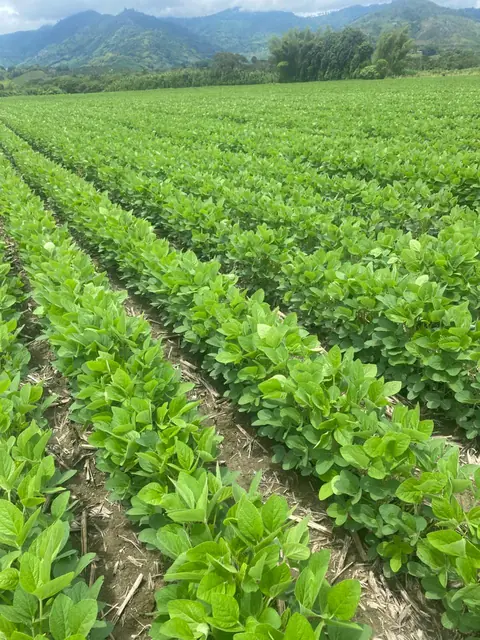 Soya sembrada en surcos uniformes